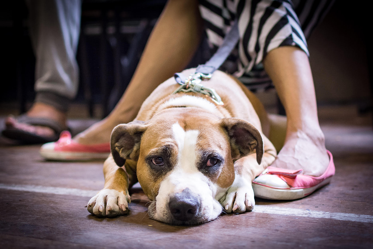 Pets in the Park seeks new Melbourne site Australian Dog Lover