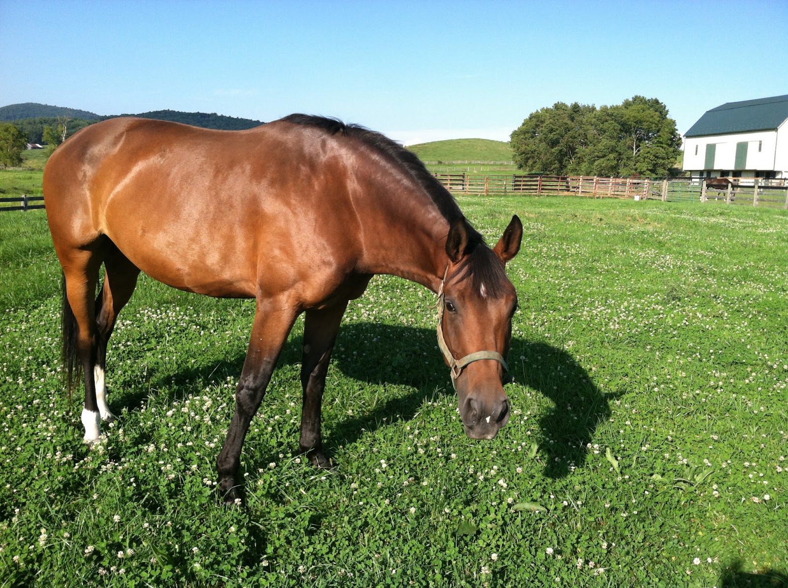 Horse Country Chic: How to Advertise Your Horse