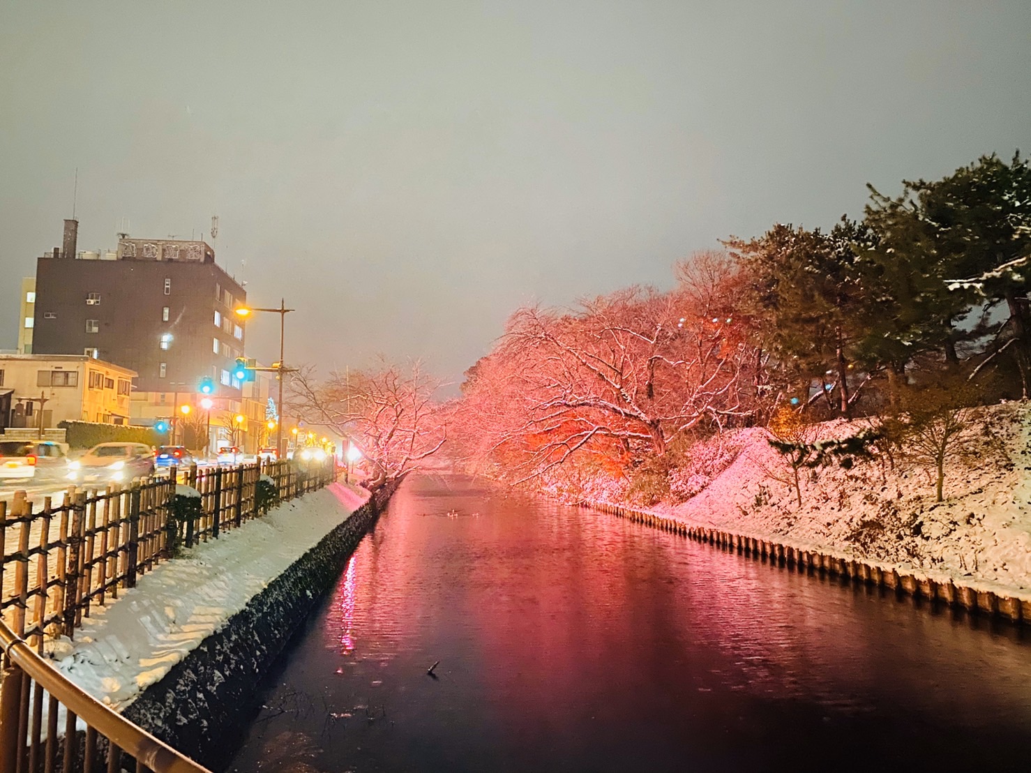 弘前城公園賞夜櫻(雪)