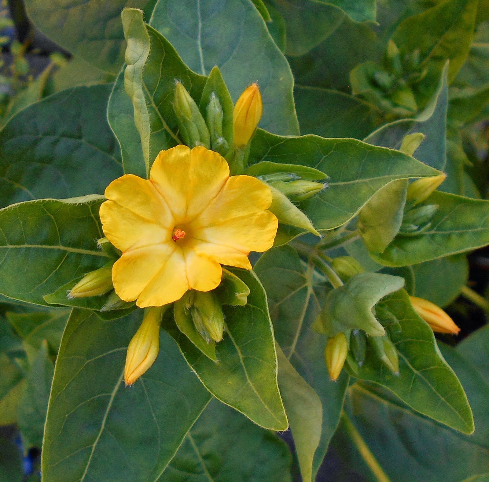 Daniel's Pacific NW Garden Four O'Clocks. 6.26.14