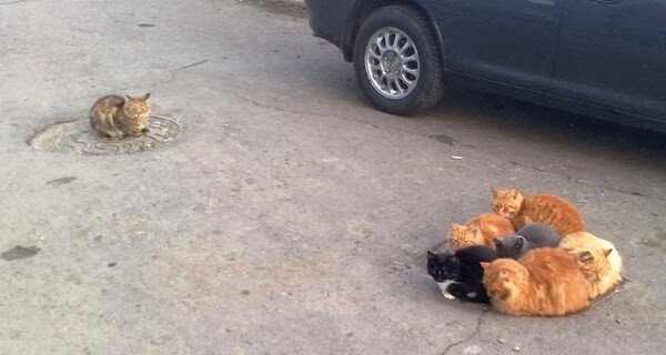 Funny cats - part 83 (40 pics + 10 gifs), cat pics, cats sit on the street