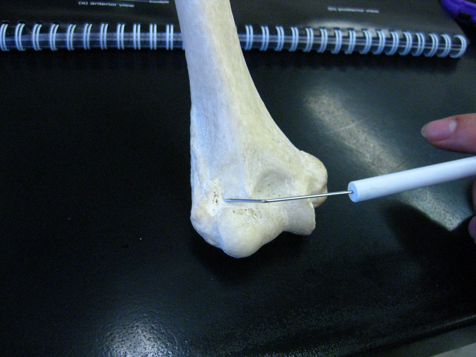 Boned: Human Skeleton - humerus