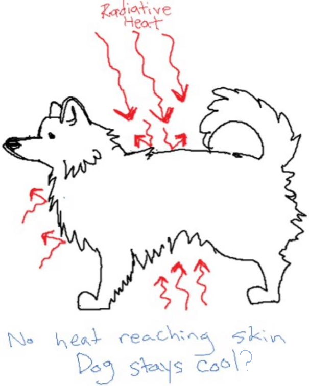 How Does A Dog Coat Keep Them Cool