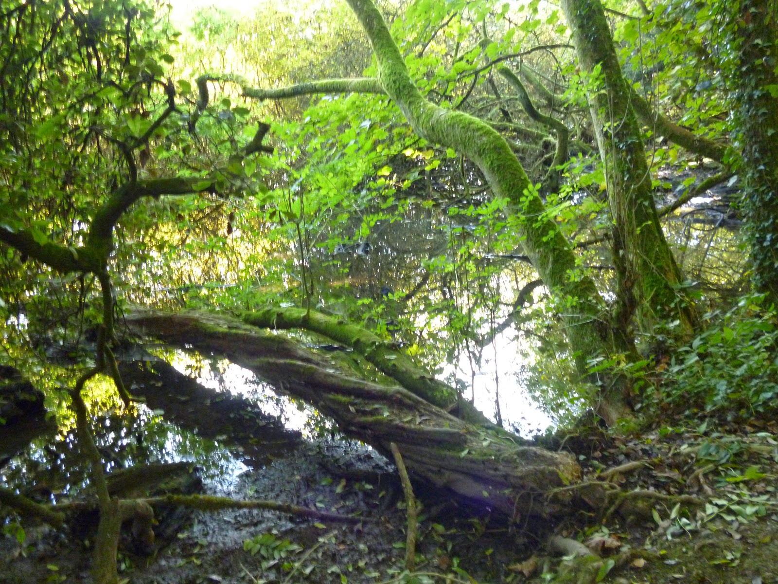 fallen twisted tree and lake