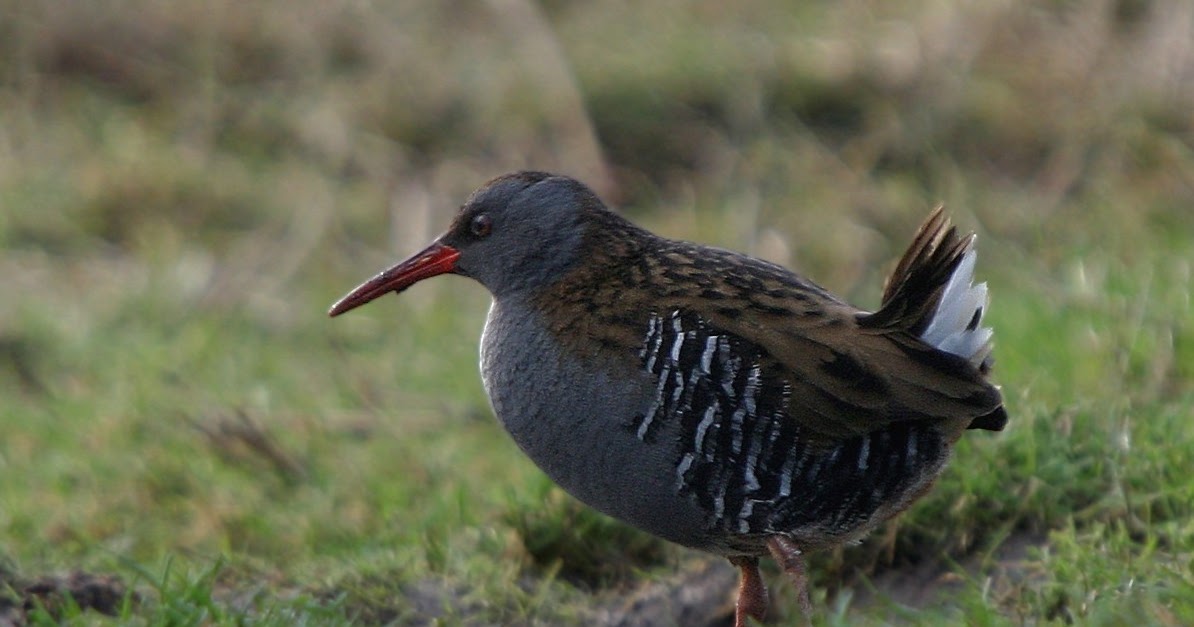 We Bird North Wales: RSPB Conwy sightings board