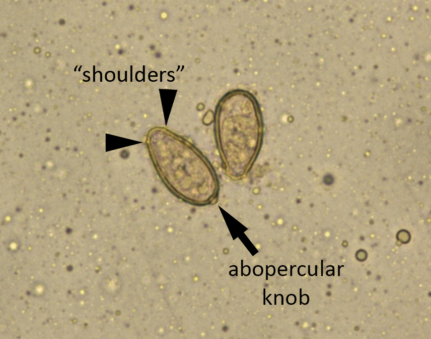 Ovinomorphus Creepy Dreadful Wonderful Parasites: Answer to Case 270