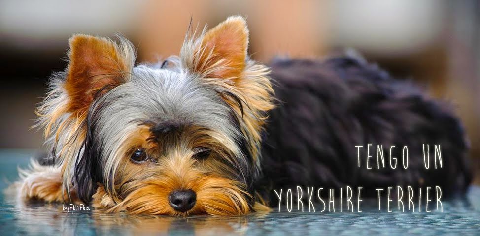 Mi Yorkshire Terrier
