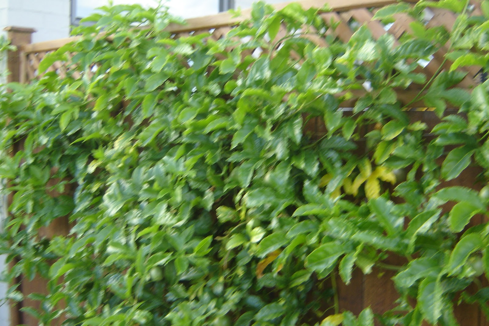 Reremoana Room 11 Kyle's vegetable garden