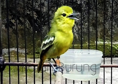 Cara Merawat Burung Sirpu / Sirtu Bakalan Agar Cepat Gacor Nyiul Cipoh kacat dengan warna hijau kekuningan Cara Merawat Burung Sirpu / Sirtu Bakalan Agar Cepat Gacor Nyiul