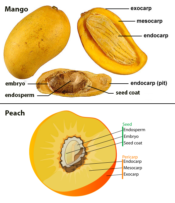 From Beyond the Cosmos jackfruit seeds structure diagram 