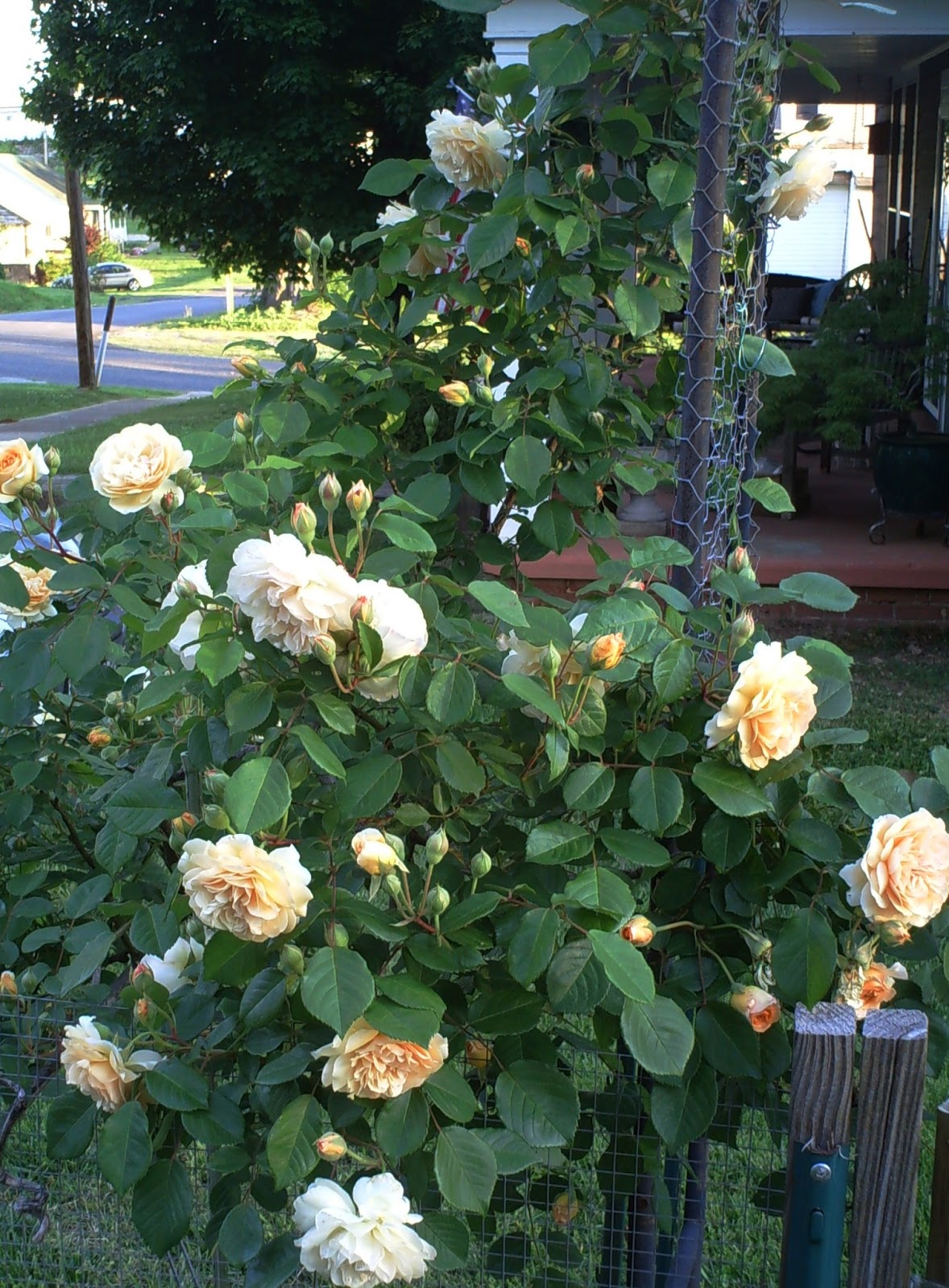 Where the Catbird Sings: ROSES IN THE SOUTHERN GARDEN