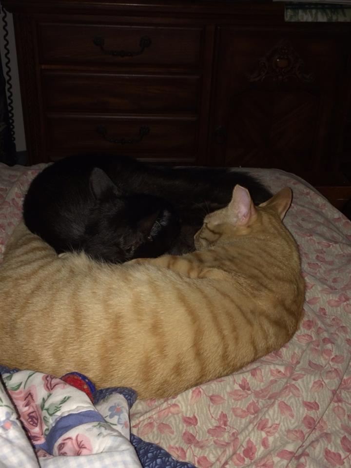 The Yin and Yang of Cats