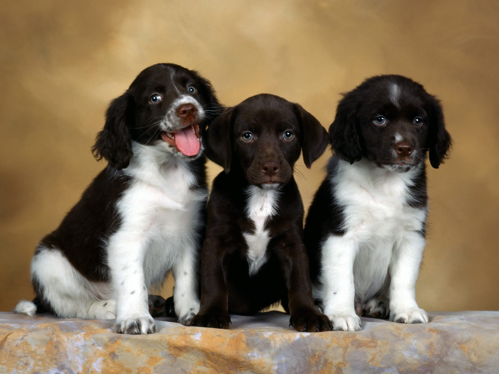 english springer spaniel puppies animal pets dog wallpaper dogs