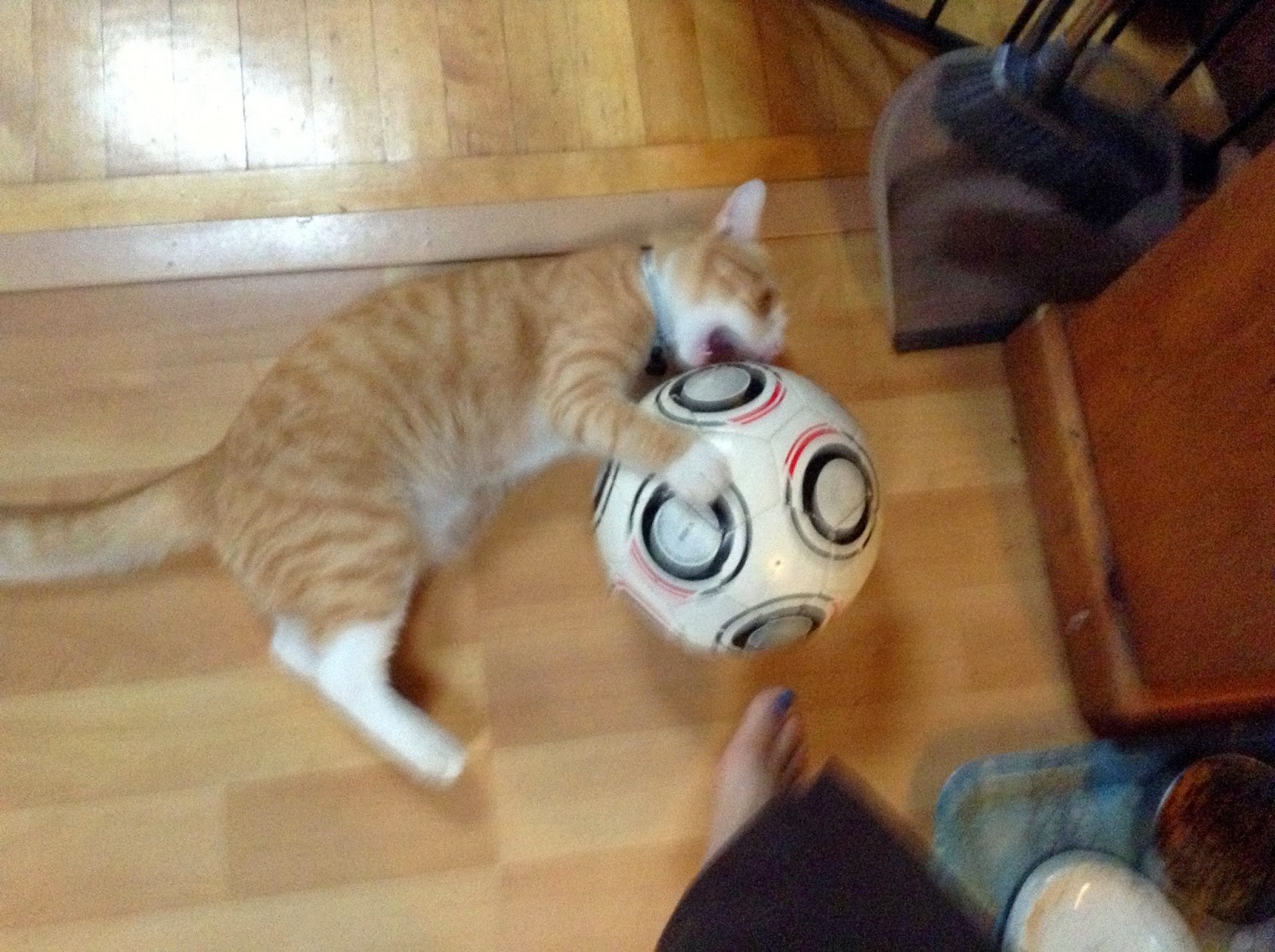 Dimitri cat soccer