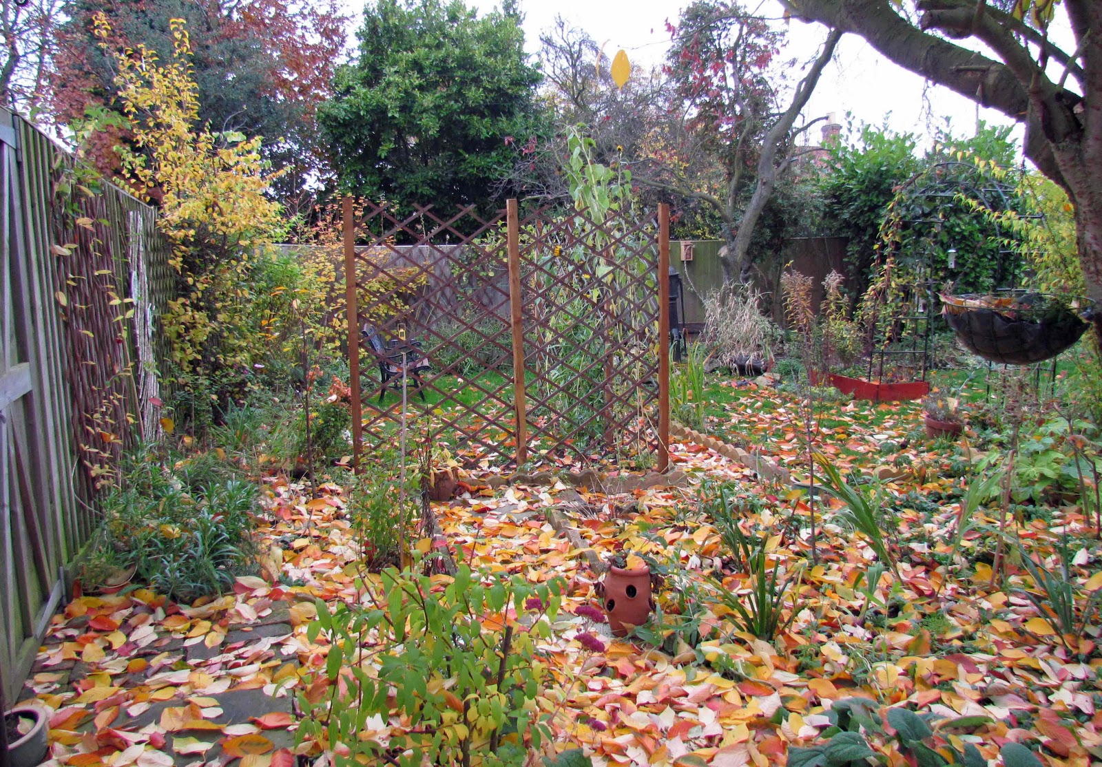 Woodlouse House: Garden Bloggers' Bloom Day - November 2012