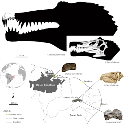 Irritator_challengeri-Angaturama_limai-Oxalaia_quilombensis-Brazil_Spinosaur_taxonomy-2017-Sales_et_Schultz.PNG