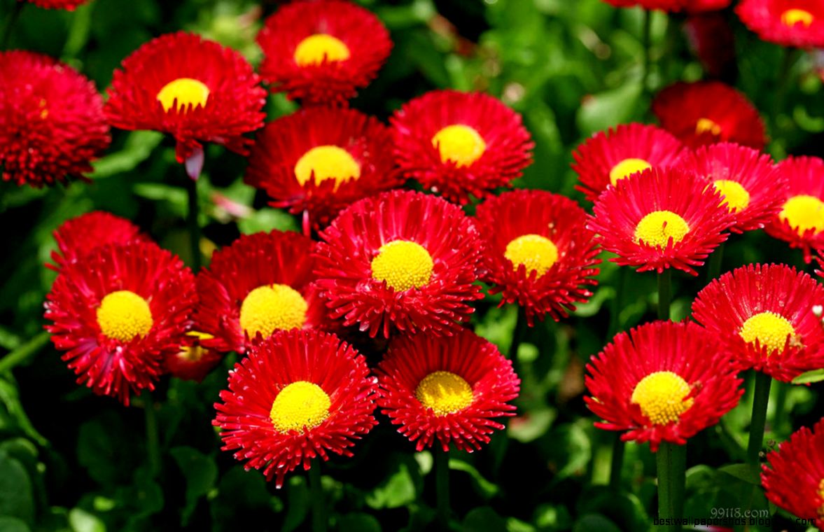 Flowers HD Wallpapers   HD Images New