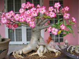 Seni Bonsai Untuk Tanaman Adenium
