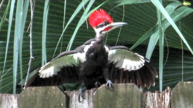 Pileated Woodpecker Close Up