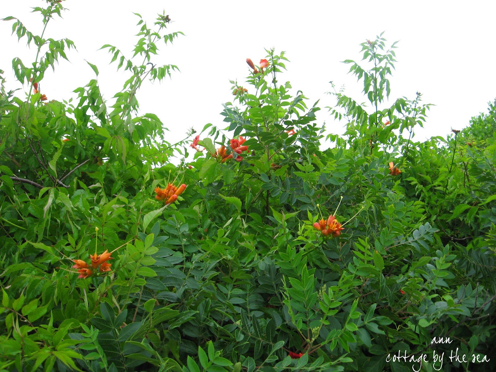 Cottage by the Sea 07/18