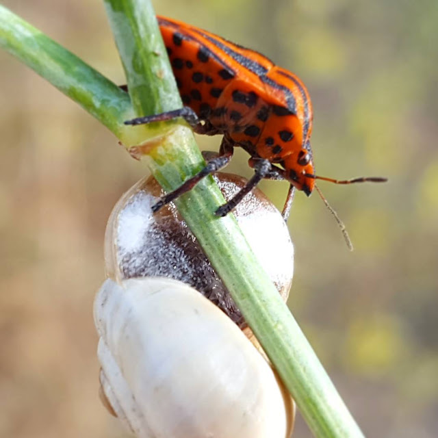 Graphosoma lineatum - Chinche rayada