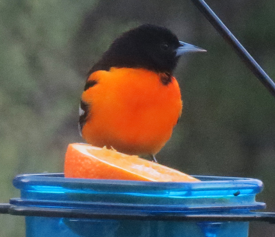 STOKES BIRDING BLOG Orioles have Arrived, Put Our Oranges for Them!