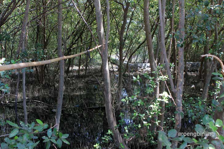 taman mangrove morosari demak