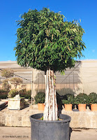 Ficus-amstel-queen-Plantas Barnaplant