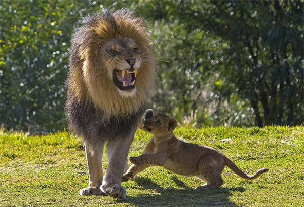 El Mundo de los animales : ANIMALES El Mundo de los animales : ANIMALES