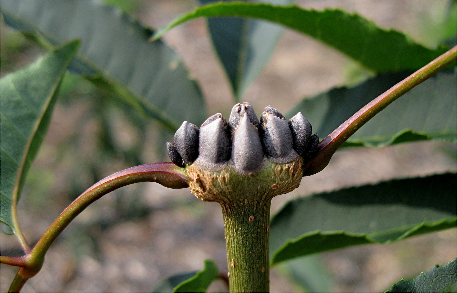1003 Gardens Terminal buds on Fraxinus stylosa (top) and F. paxiana