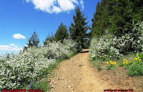 Oregon Wild Flowers Hike