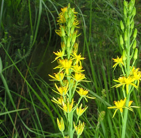 Nartecio (Narthecium ossifragum)