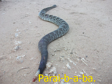 Cobra cascavel.