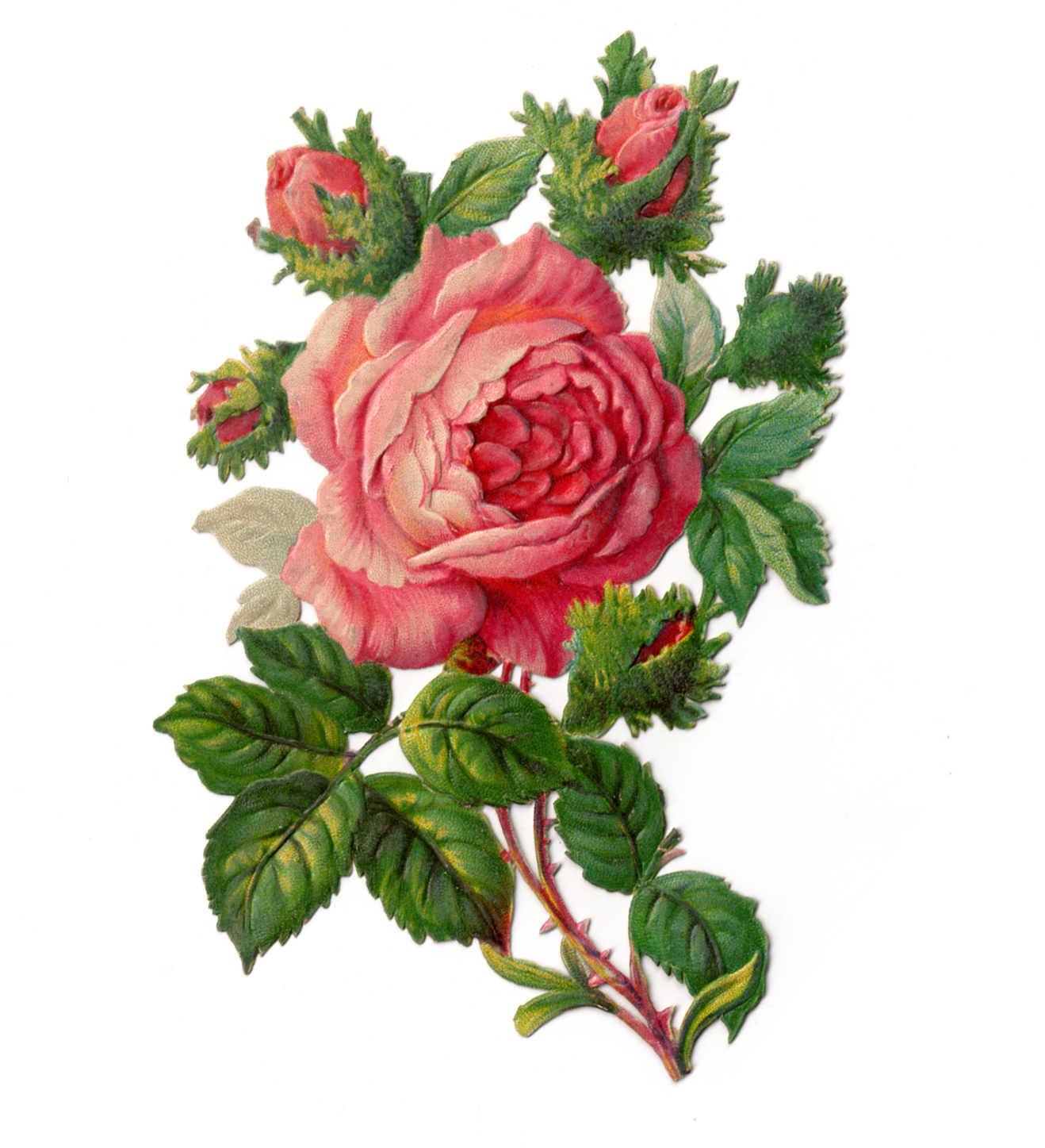 vintage rose clipart - photo #1