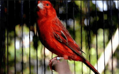 Daftar Resmi Harga Burung Kenari Terbaru Lengkap Semua Jenis