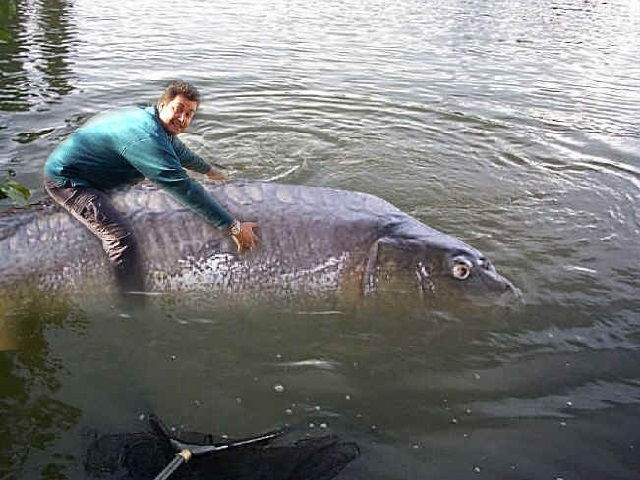 Gambar Ikan Lucu Kartun dan Asli Bikin Ngakak