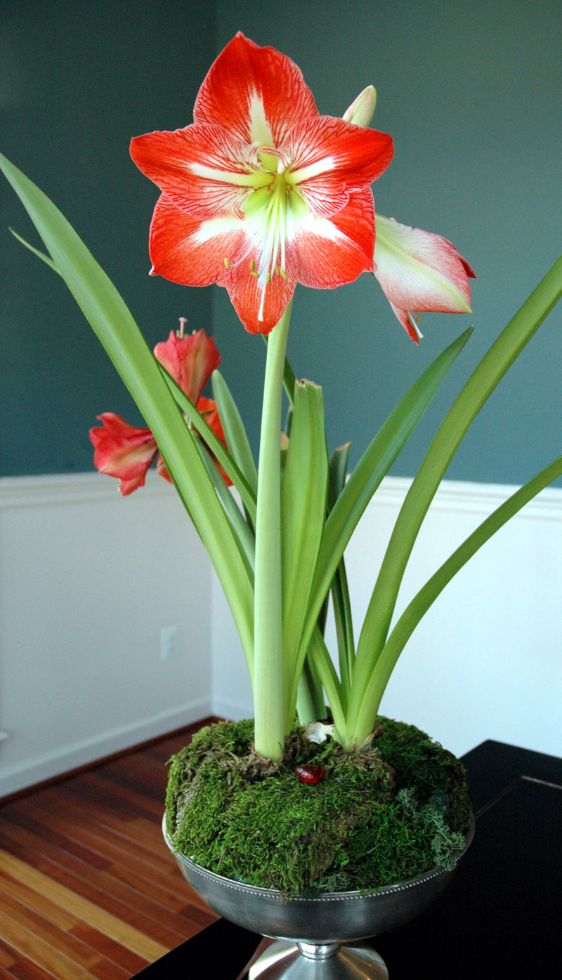 There is Beauty all Around: Valentine's Gifts