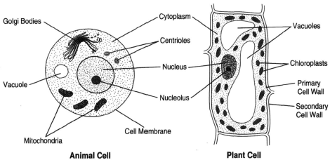 Notes of Ch 8 Cell - Structure and Functions| Class 8th Science