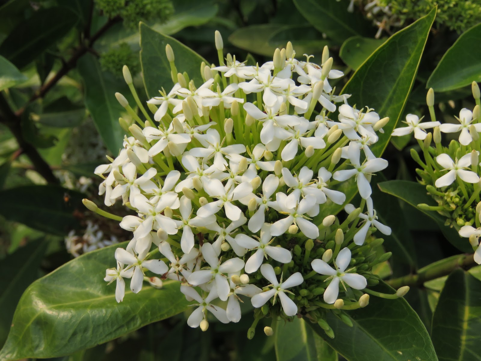 Bangladesh In My Eyes: Fowers of Bangladesh