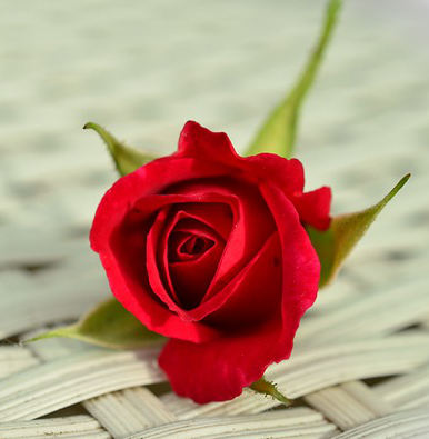 Rose bud with red flower