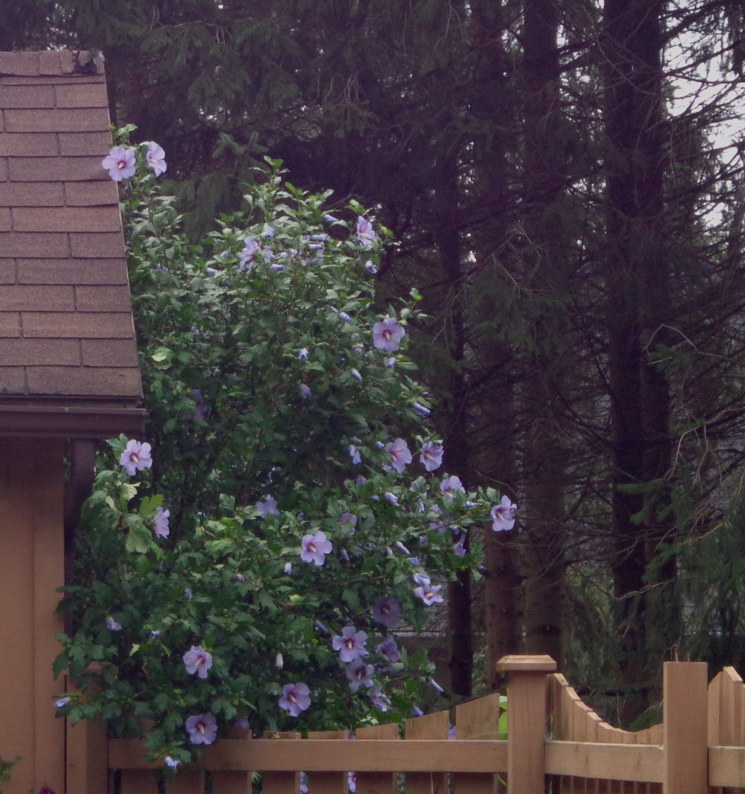 THE SKOOG FARM JOURNAL: HOW DOES YOUR GARDEN GROW?