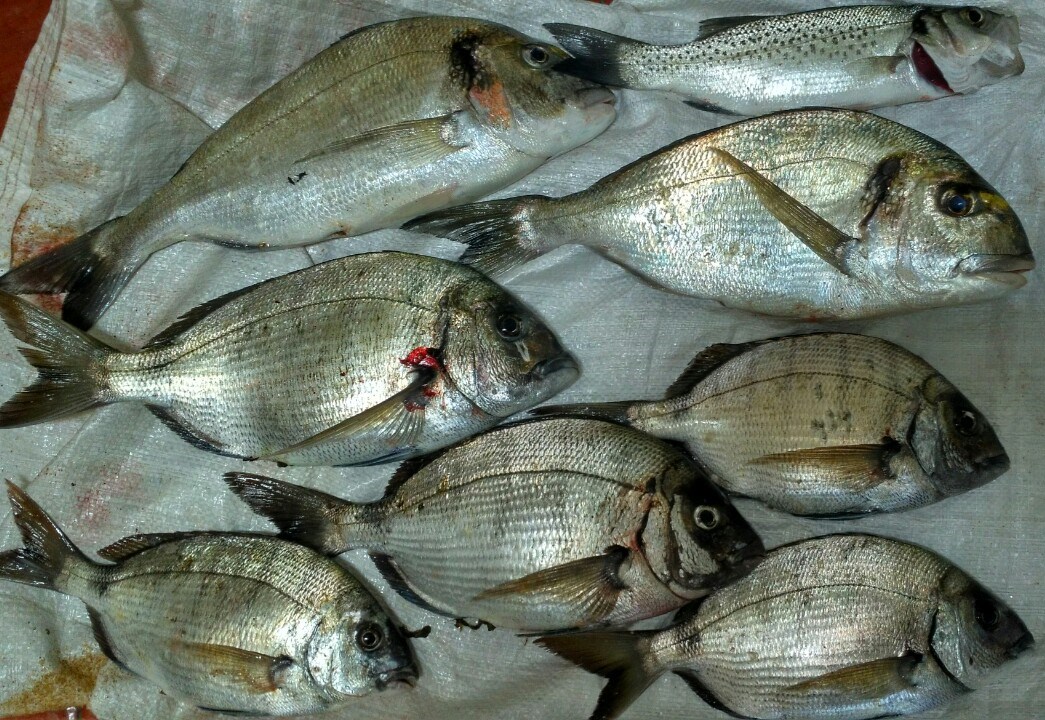 Cañas de pescar caras Clearance