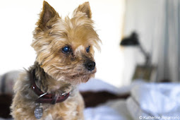 Henry Dog-Friendly Glamping Buellton California Weekend Getaway