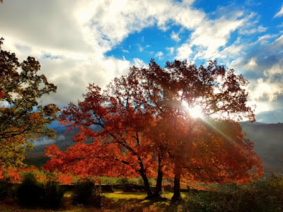 Ganadores del Concurso de fotografía on-line "Otoñada Valle del Jerte"