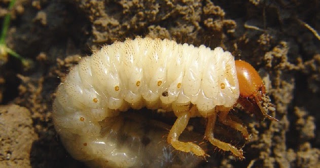 grub grubs worms worm soil insect