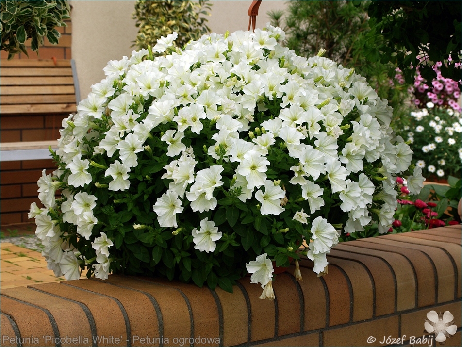 Petunia 'Picobella White' - Petunia ogrodowa 'Picobella White' 