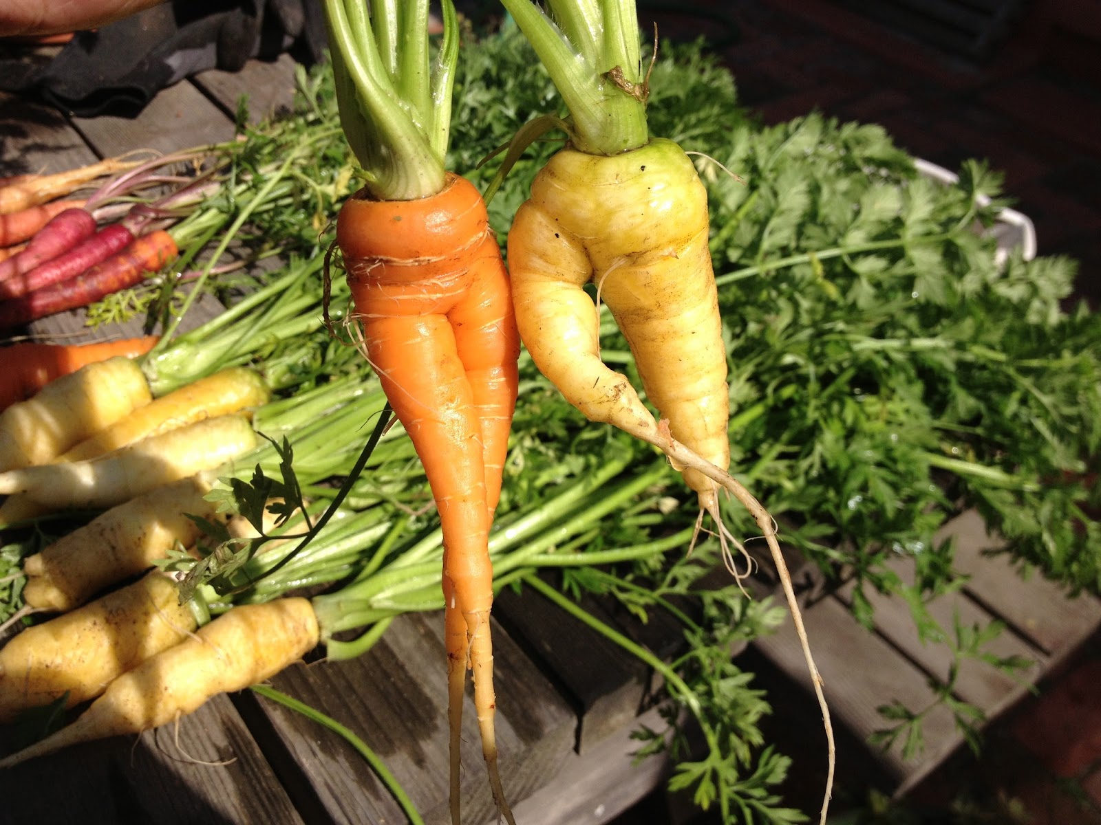 carrot people Parsnip battles and carrot ladies