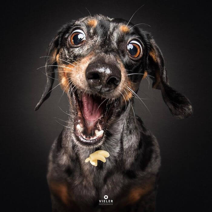 Hilarious Pictures Of Dogs Trying To Catch Treats In The Air