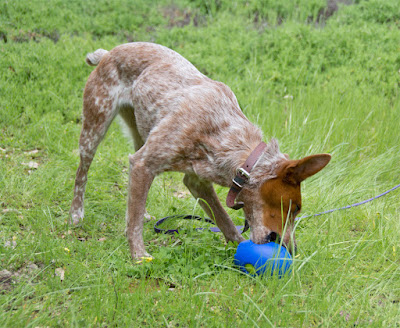 Timed treat-releasing toy for dogs