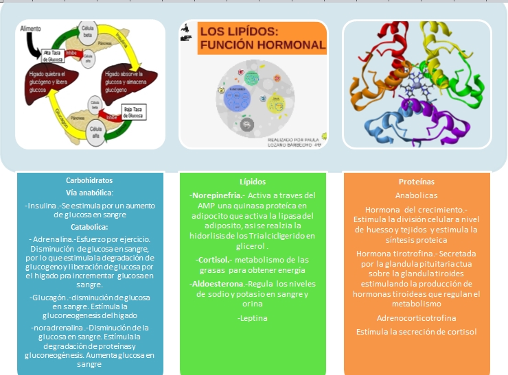 Mecanismo de regulación hormonal ~ BITÁCORA DE UNA ESTUDIANTE DE NUTRICIÓN
